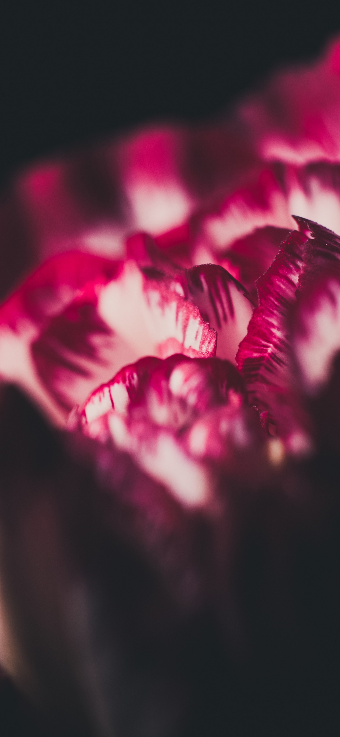 Red Flower in Black Background. Wallpaper in 1125x2436 Resolution