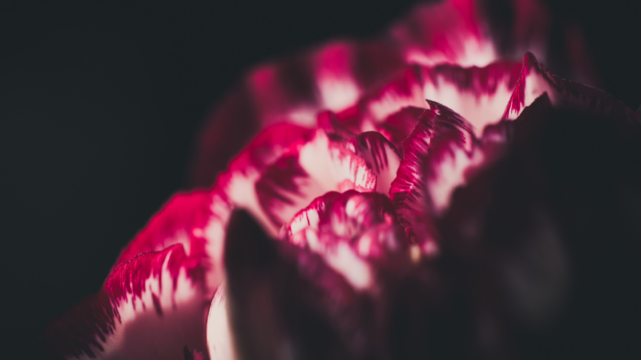 Red Flower in Black Background. Wallpaper in 1280x720 Resolution