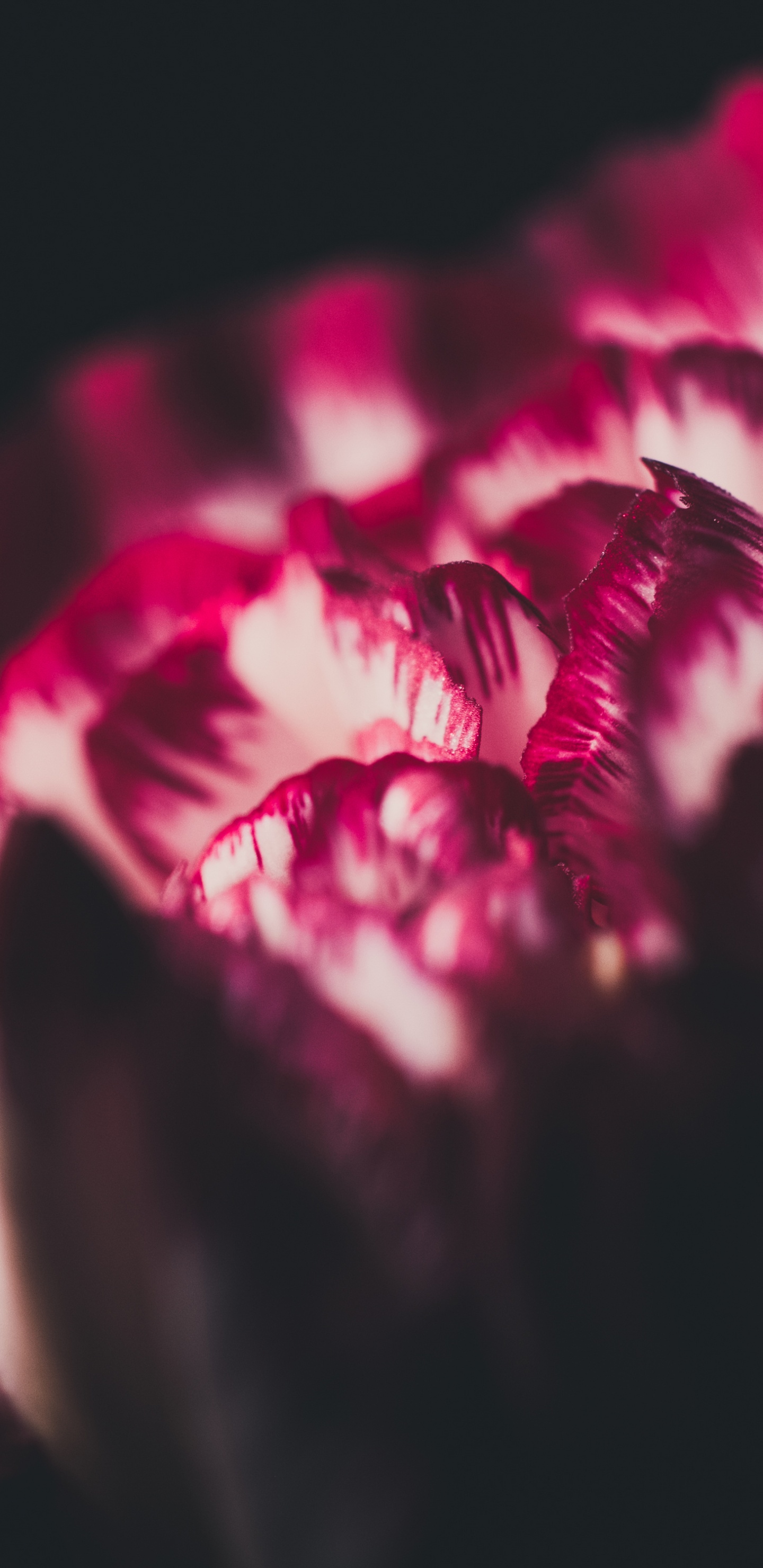 Red Flower in Black Background. Wallpaper in 1440x2960 Resolution