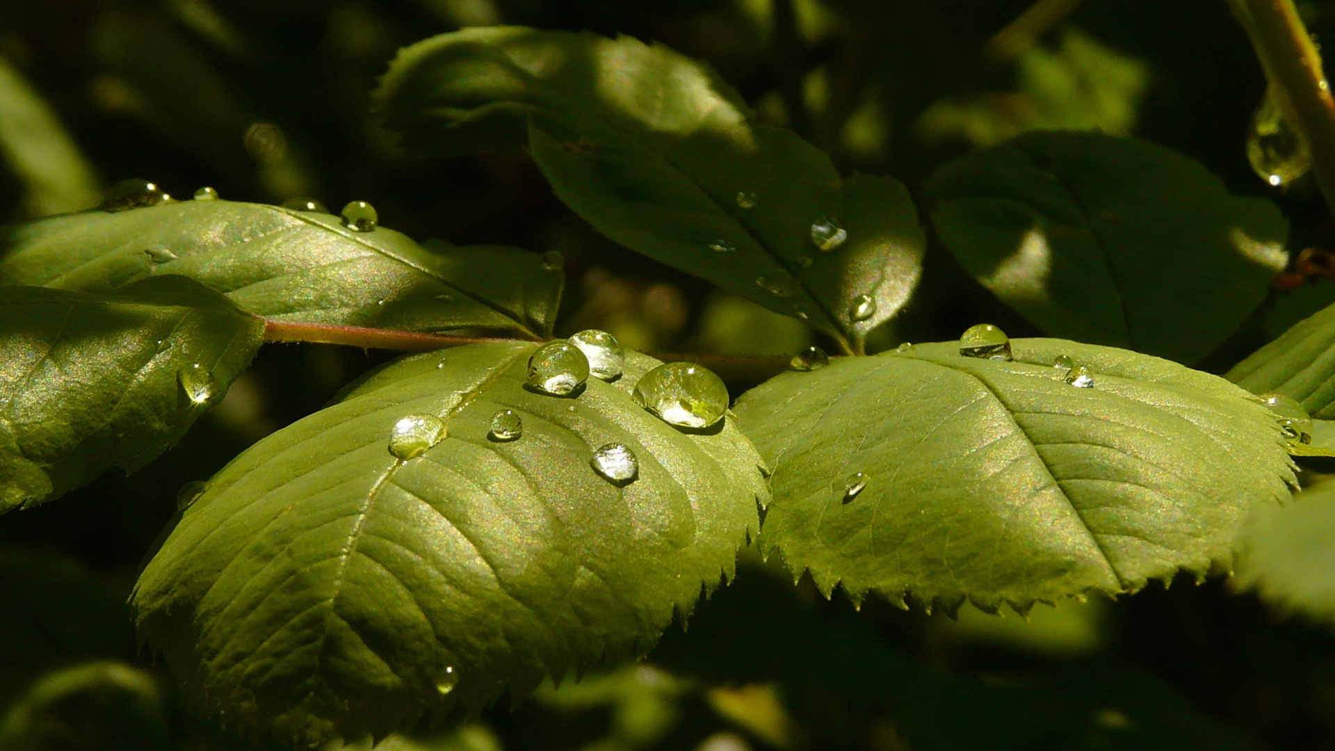Water Droplets on Green Leaf. Wallpaper in 1920x1080 Resolution