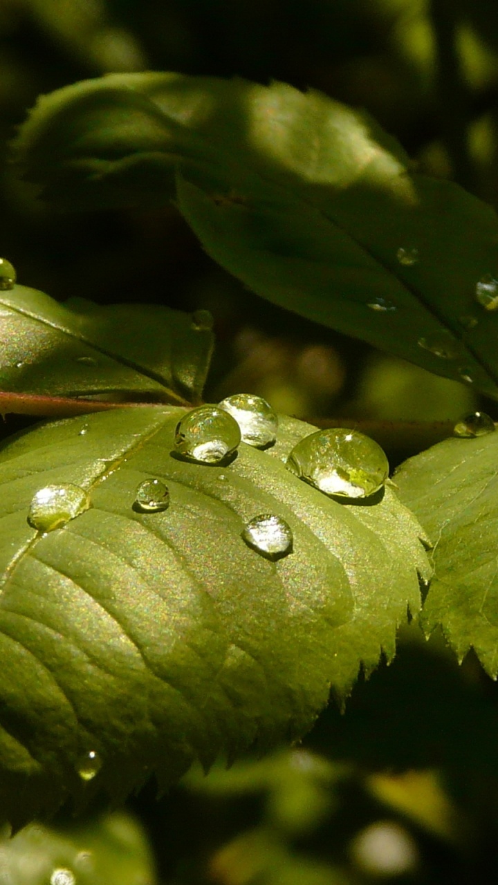 Water Droplets on Green Leaf. Wallpaper in 720x1280 Resolution