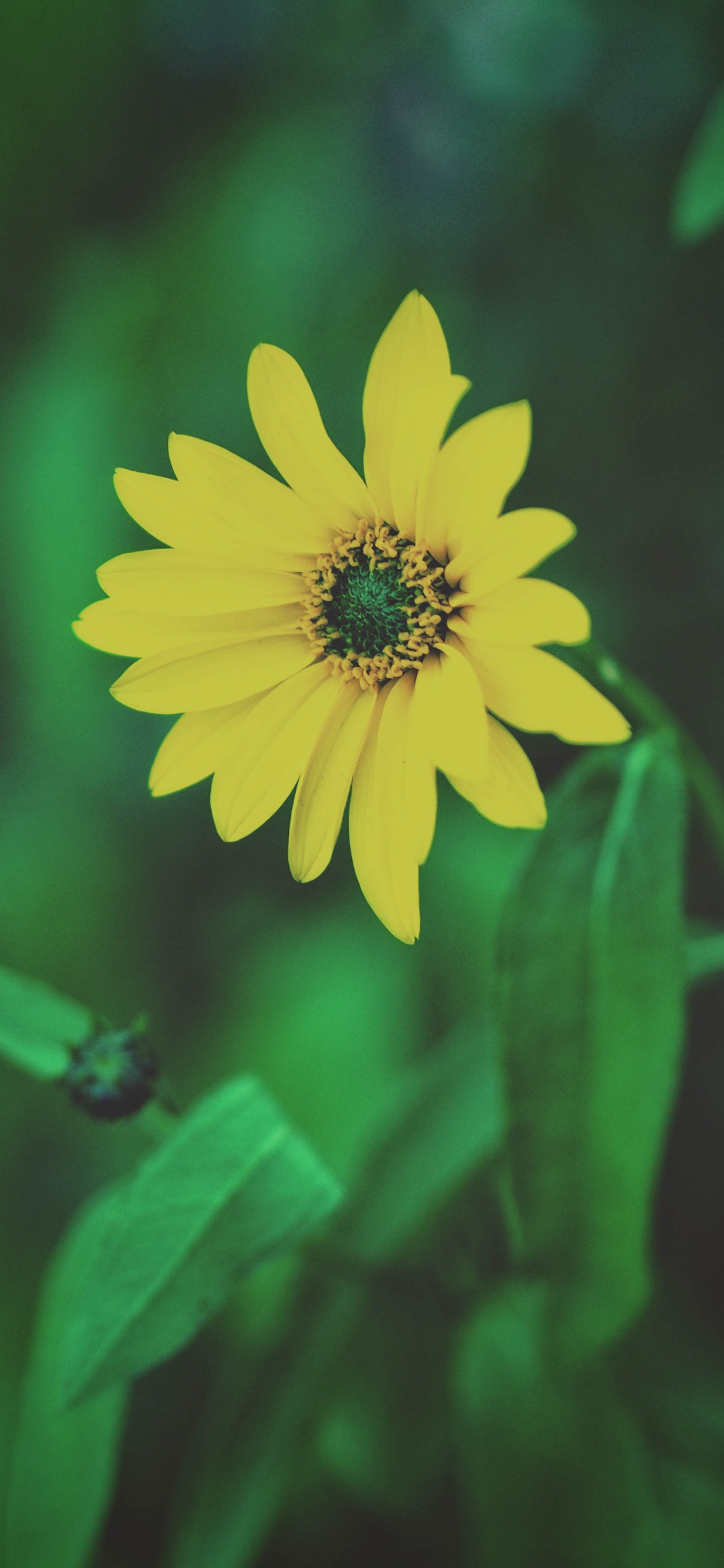 Yellow Flower in Tilt Shift Lens. Wallpaper in 1125x2436 Resolution