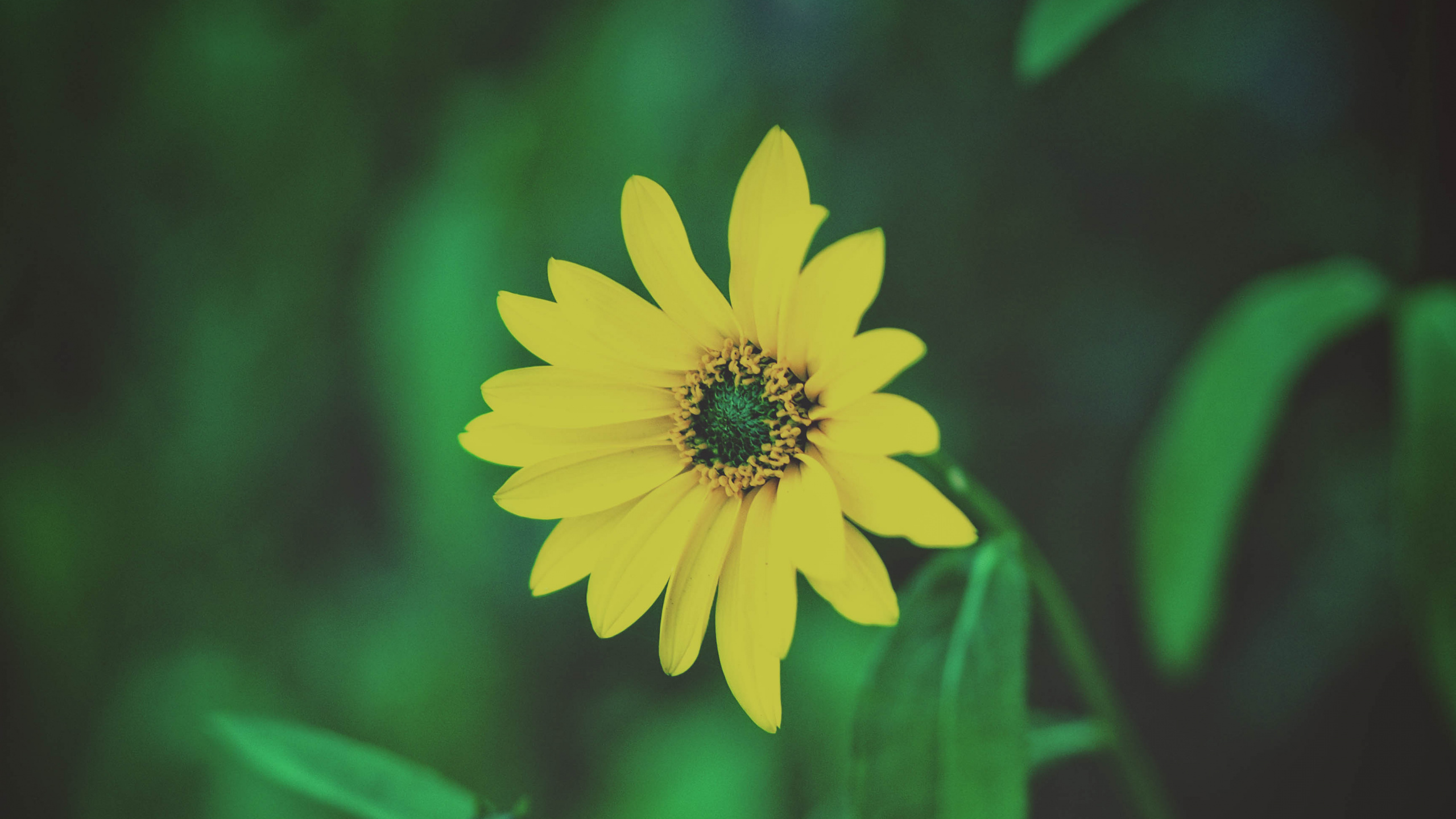Gelbe Blume in Tilt-Shift-Linse. Wallpaper in 2560x1440 Resolution