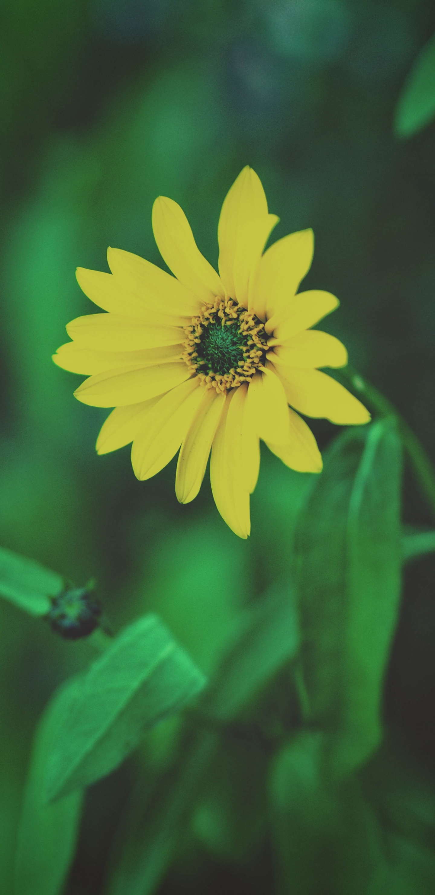 Fleur Jaune Dans L'objectif à Basculement. Wallpaper in 1440x2960 Resolution