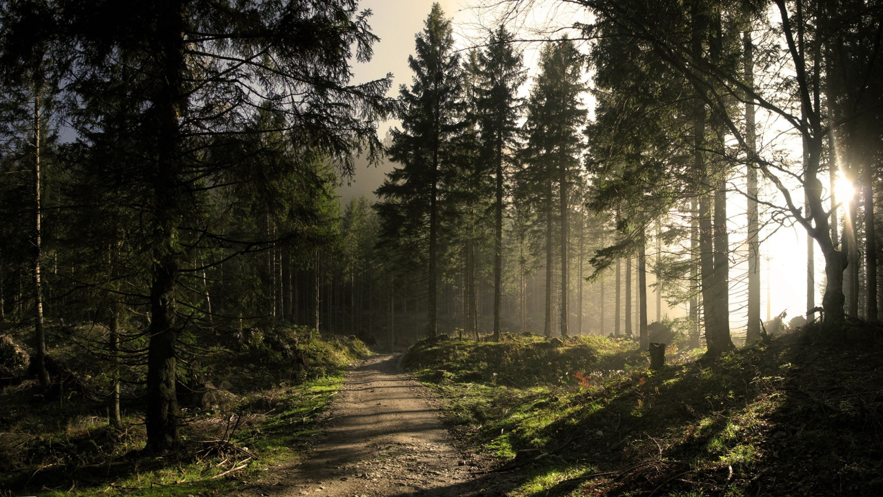 森林, 性质, 林地, 阳光, 光 壁纸 1280x720 允许