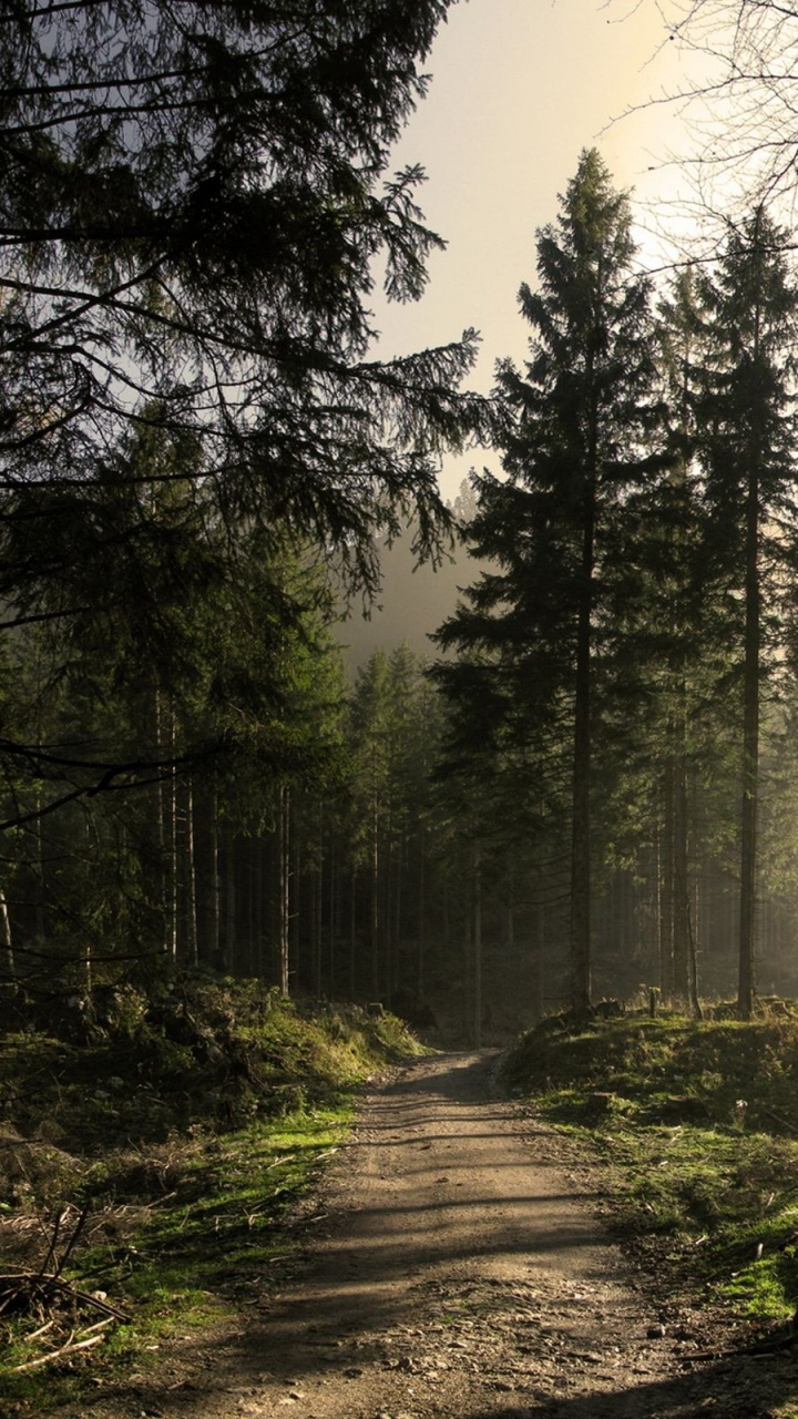 Green Trees on Forest During Daytime. Wallpaper in 720x1280 Resolution
