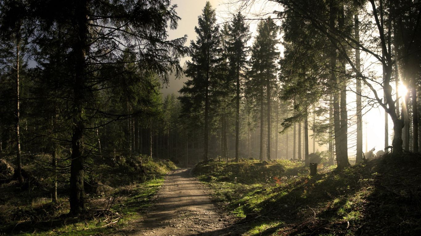Arbres Verts Sur la Forêt Pendant la Journée. Wallpaper in 1366x768 Resolution