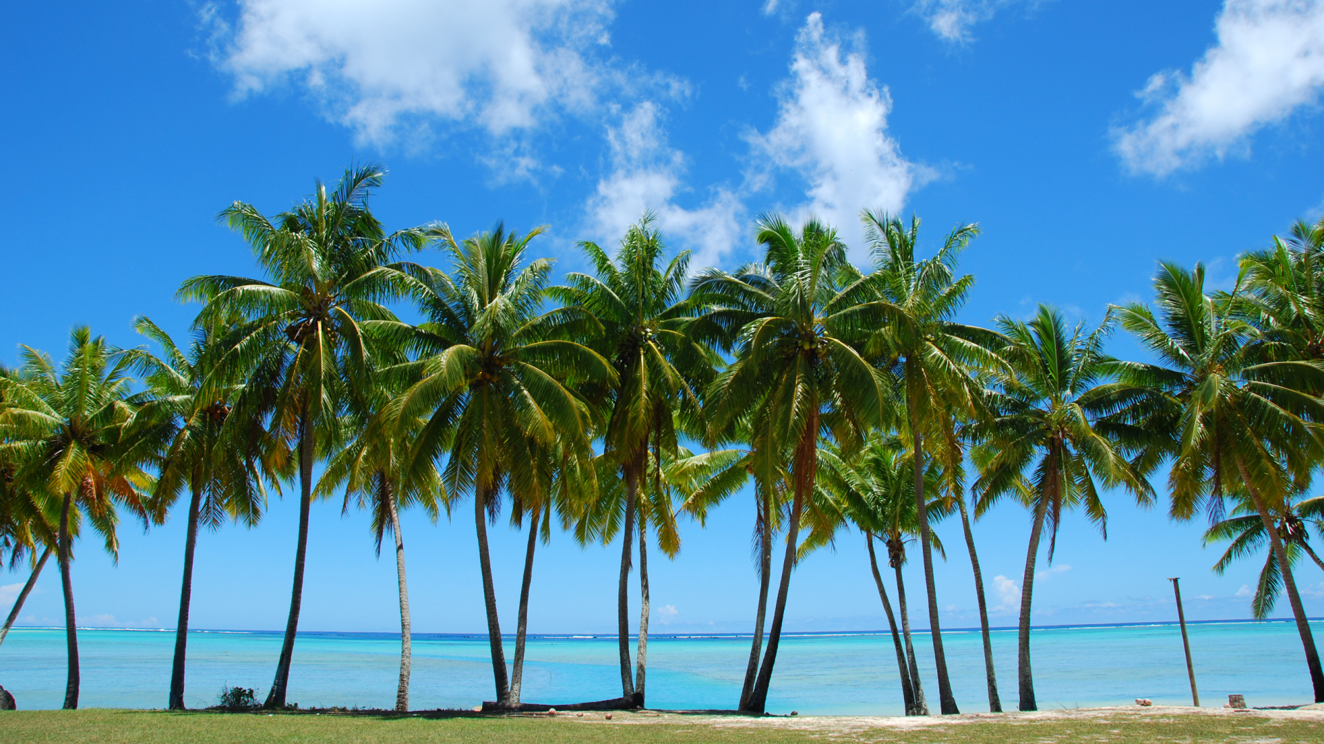 Palmiers Sur la Plage Pendant la Journée. Wallpaper in 1920x1080 Resolution