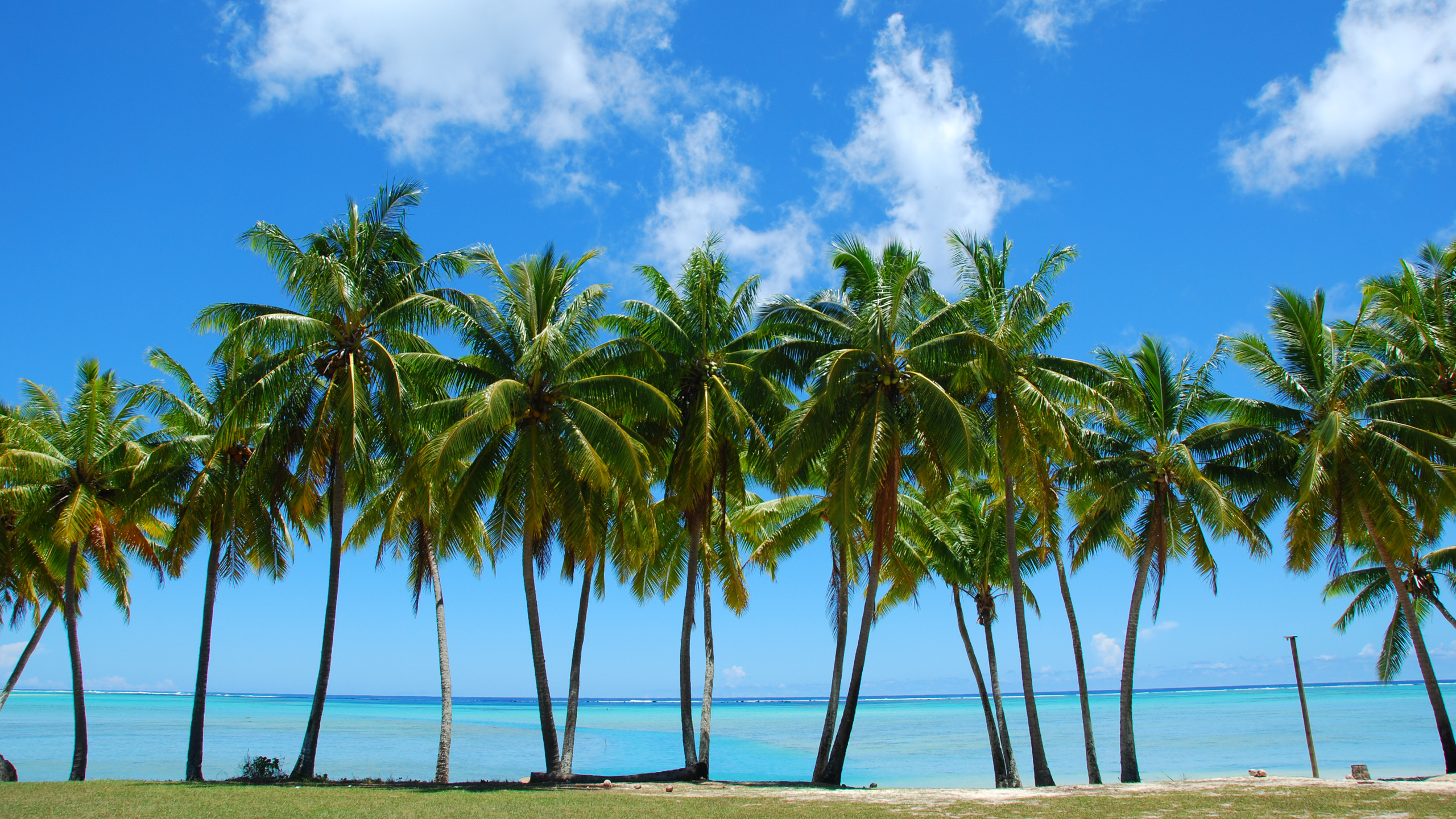 Palmiers Sur la Plage Pendant la Journée. Wallpaper in 2560x1440 Resolution