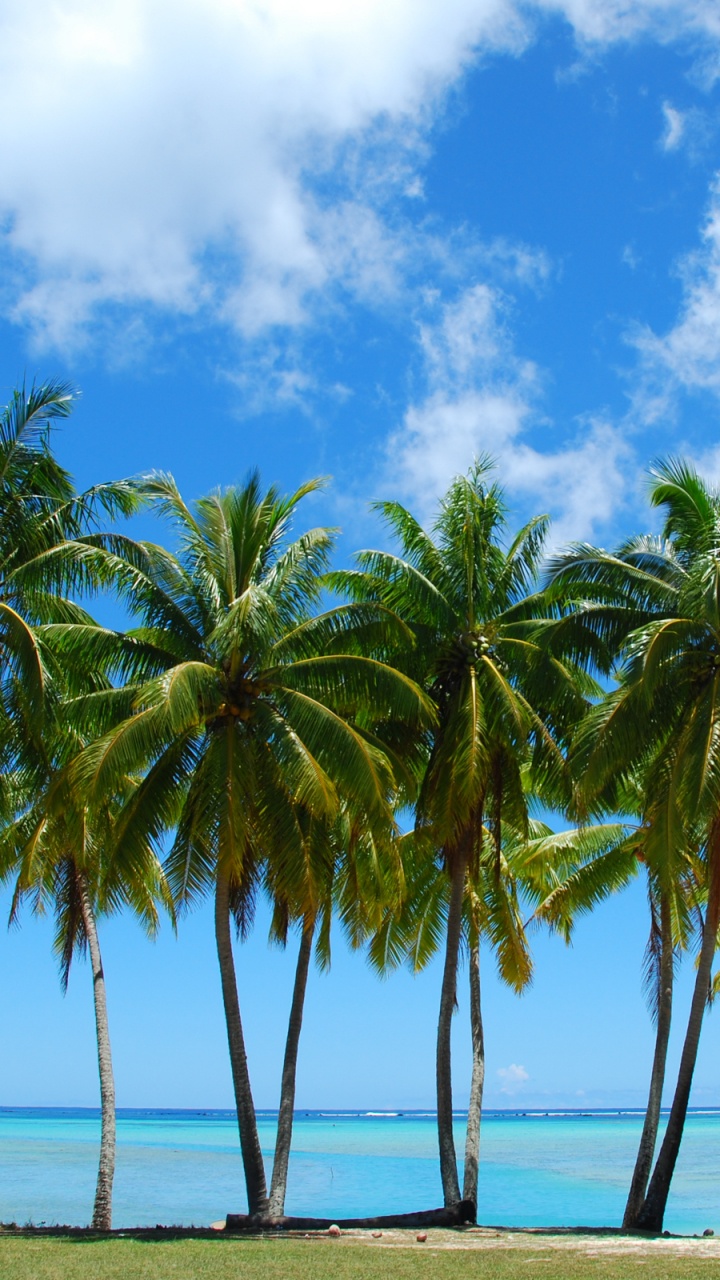 Palmeras en la Playa Durante el Día. Wallpaper in 720x1280 Resolution