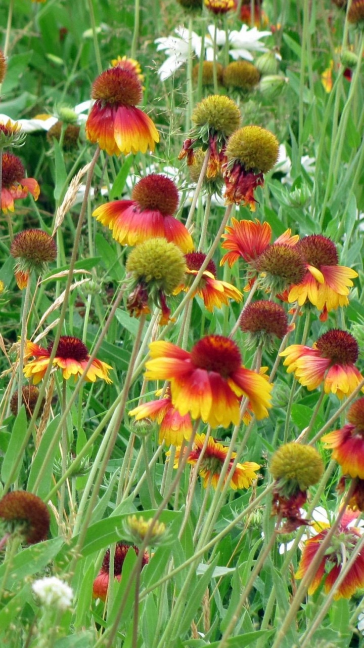 Fleurs Rouges et Jaunes Avec Des Feuilles Vertes. Wallpaper in 720x1280 Resolution