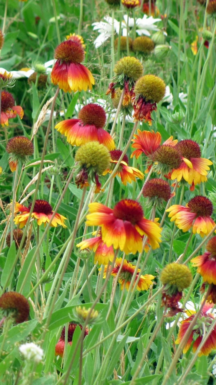 Red and Yellow Flowers With Green Leaves. Wallpaper in 750x1334 Resolution