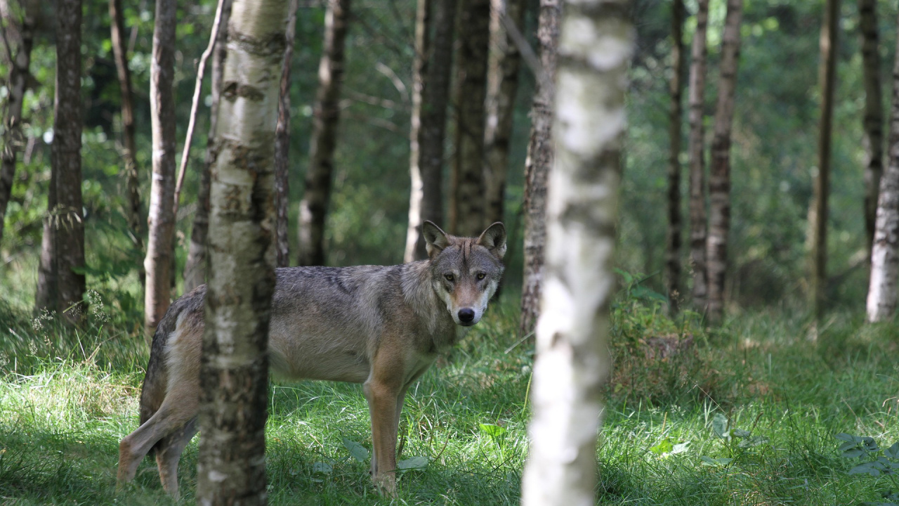 Loup Brun Sur le Terrain D'herbe Verte. Wallpaper in 1280x720 Resolution