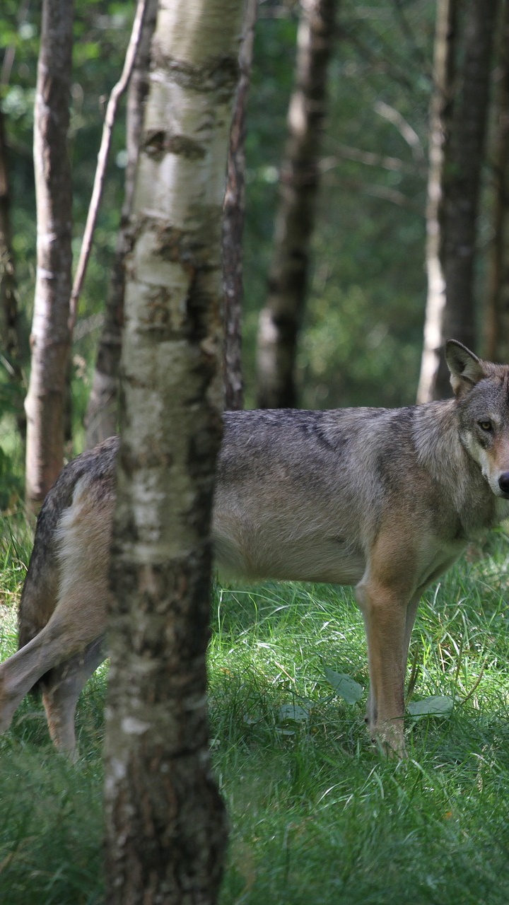 Loup Brun Sur le Terrain D'herbe Verte. Wallpaper in 720x1280 Resolution