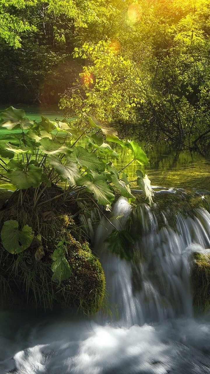 Green Moss on Brown Rock Near Green Trees During Daytime. Wallpaper in 720x1280 Resolution
