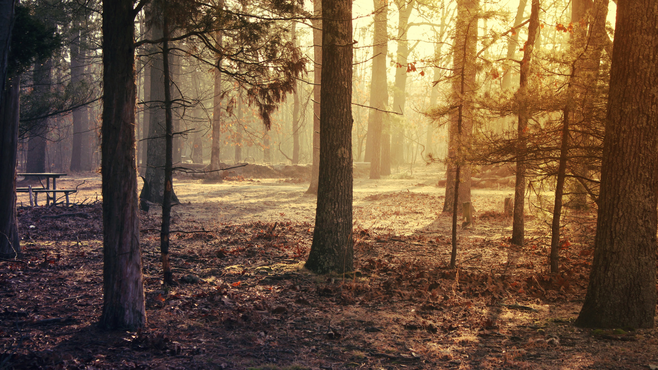 Atmosphäre, Ökoregion, Menschen in Der Natur, Naturlandschaft, Holz. Wallpaper in 1280x720 Resolution