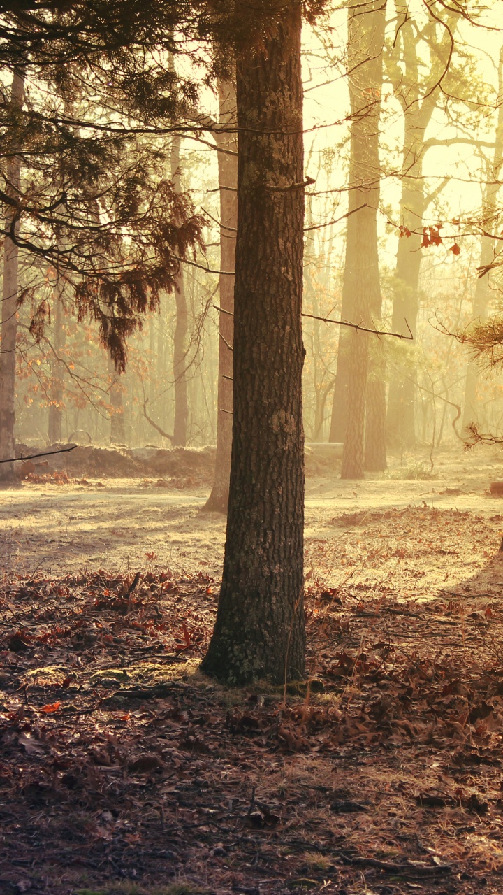 Atmosphäre, Ökoregion, Menschen in Der Natur, Naturlandschaft, Holz. Wallpaper in 720x1280 Resolution