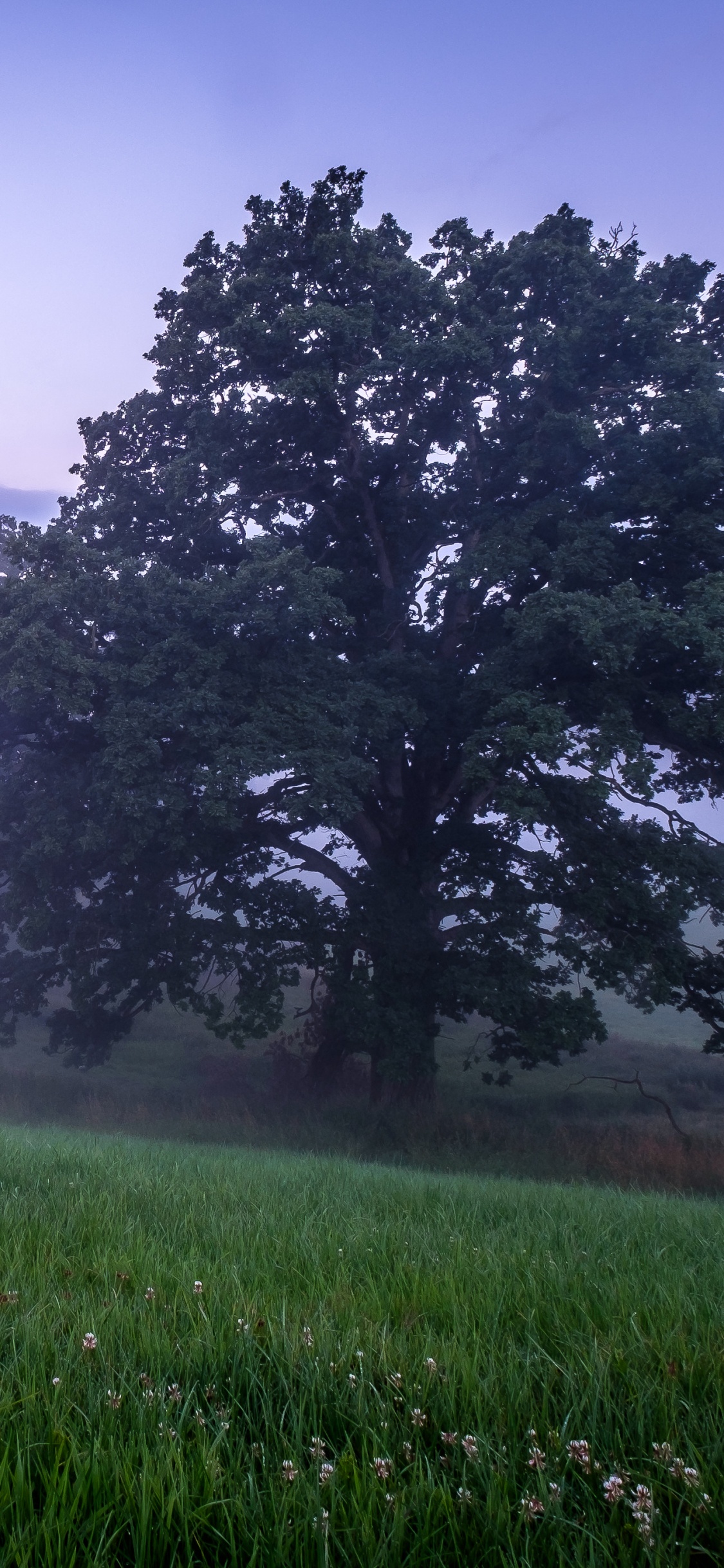 Atmosphäre, Cloud, Naturlandschaft, Baum, Nebel. Wallpaper in 1125x2436 Resolution