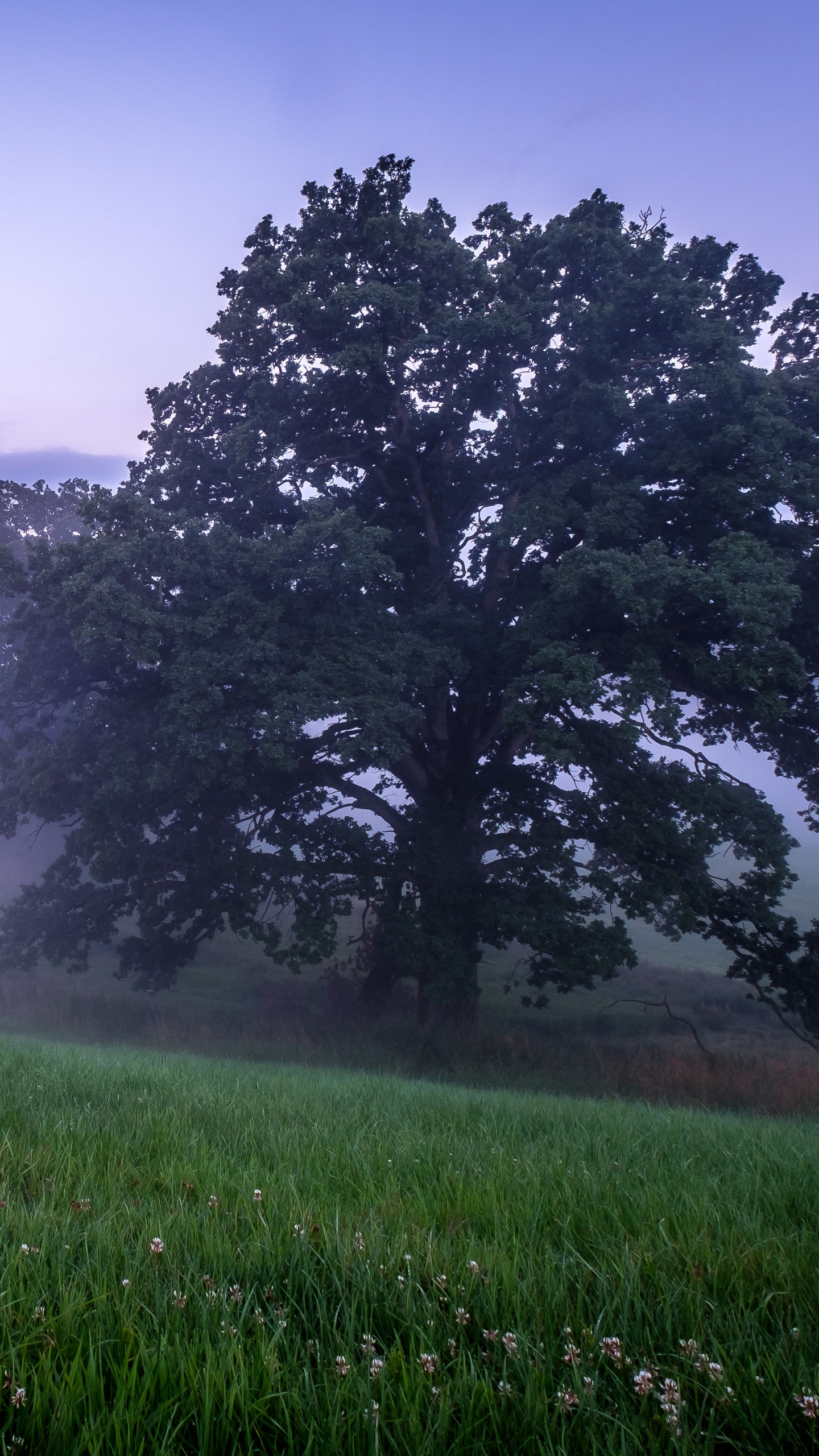 Atmosphäre, Cloud, Naturlandschaft, Baum, Nebel. Wallpaper in 1440x2560 Resolution