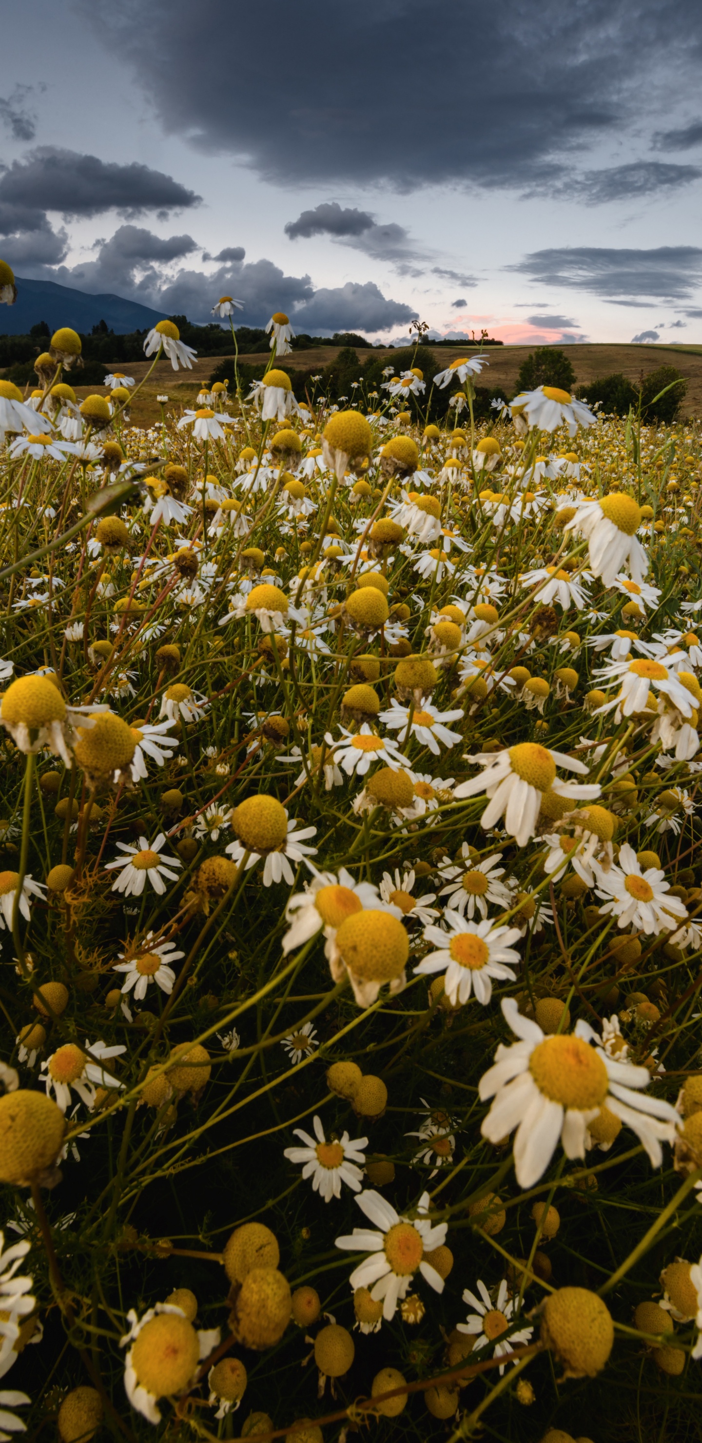 White and Yellow Flowers Under Blue Sky During Daytime. Wallpaper in 1440x2960 Resolution