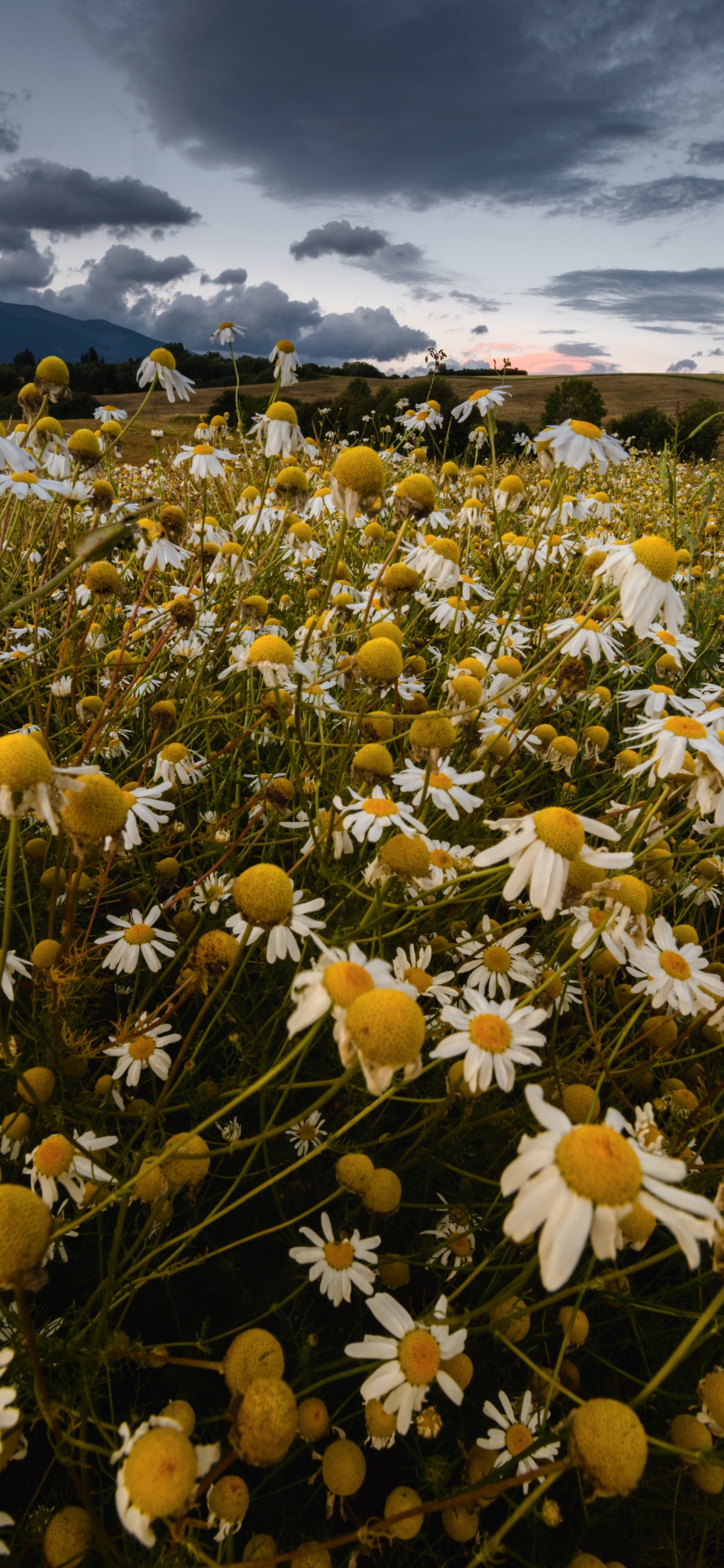 Weiße Und Gelbe Blumen Unter Blauem Himmel Tagsüber. Wallpaper in 1125x2436 Resolution