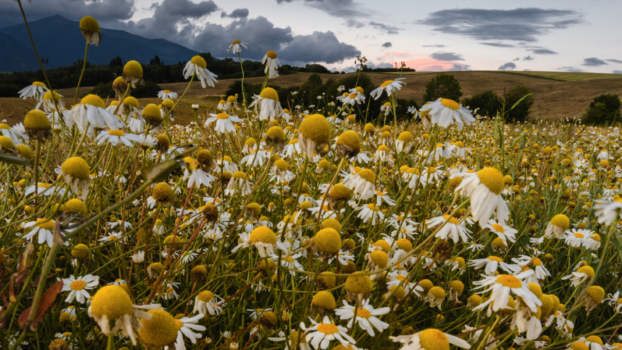 Weiße Und Gelbe Blumen Unter Blauem Himmel Tagsüber. Wallpaper in 1280x720 Resolution