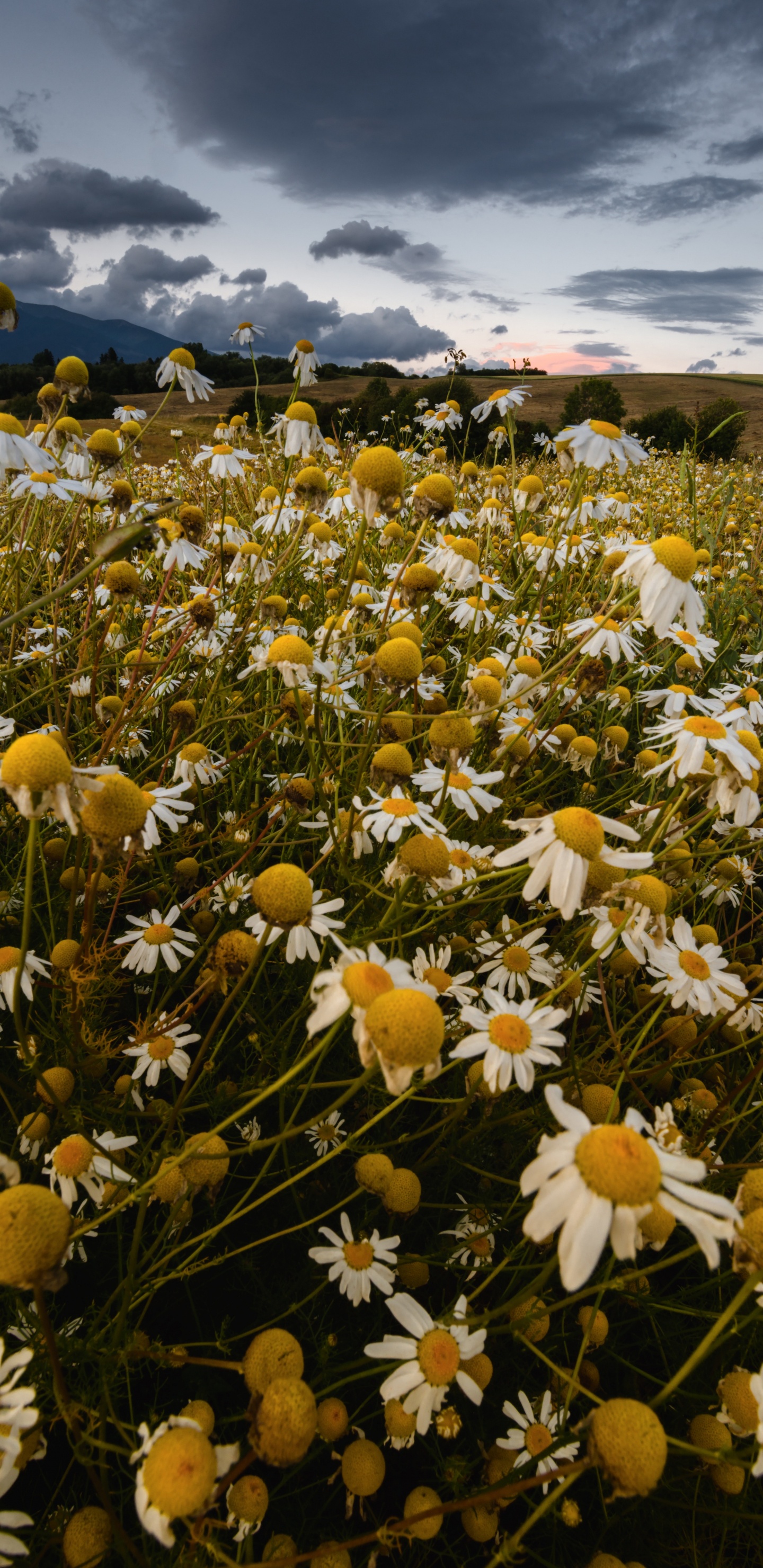 Weiße Und Gelbe Blumen Unter Blauem Himmel Tagsüber. Wallpaper in 1440x2960 Resolution