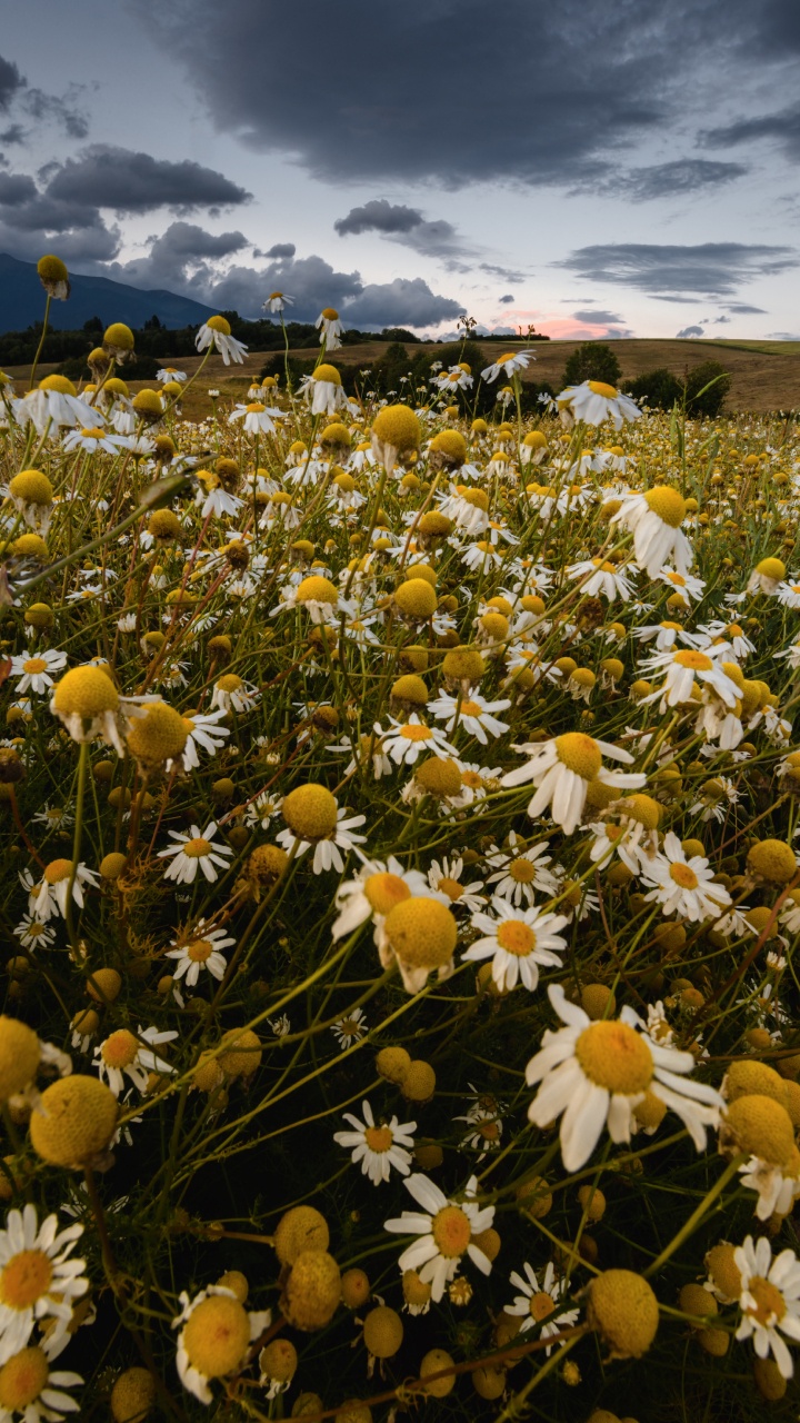 Weiße Und Gelbe Blumen Unter Blauem Himmel Tagsüber. Wallpaper in 720x1280 Resolution