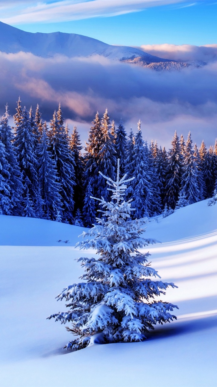 Pins et Montagnes Couverts de Neige Pendant la Journée. Wallpaper in 720x1280 Resolution