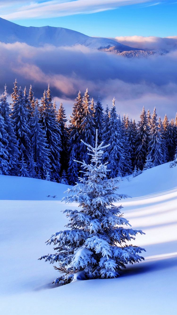 Pins et Montagnes Couverts de Neige Pendant la Journée. Wallpaper in 750x1334 Resolution