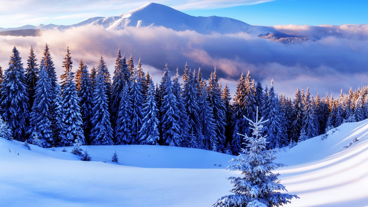 Pinos Cubiertos de Nieve y Montañas Durante el Día. Wallpaper in 1280x720 Resolution