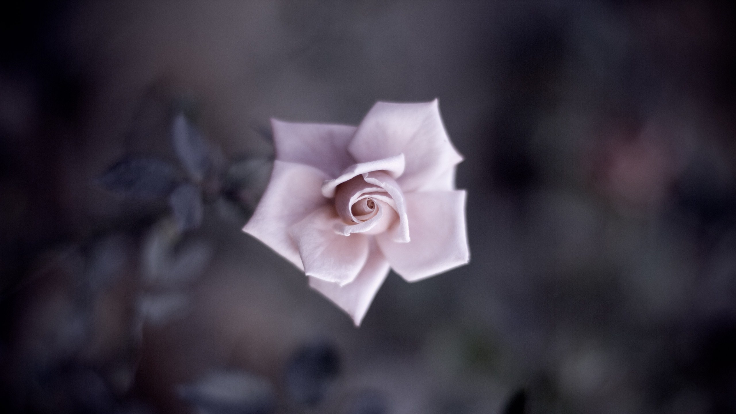 Weiße Rose Blüht Tagsüber. Wallpaper in 2560x1440 Resolution