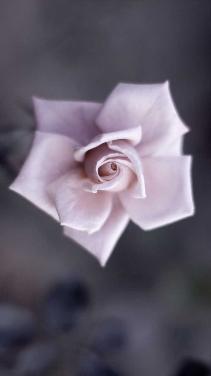 Weiße Rose Blüht Tagsüber. Wallpaper in 720x1280 Resolution