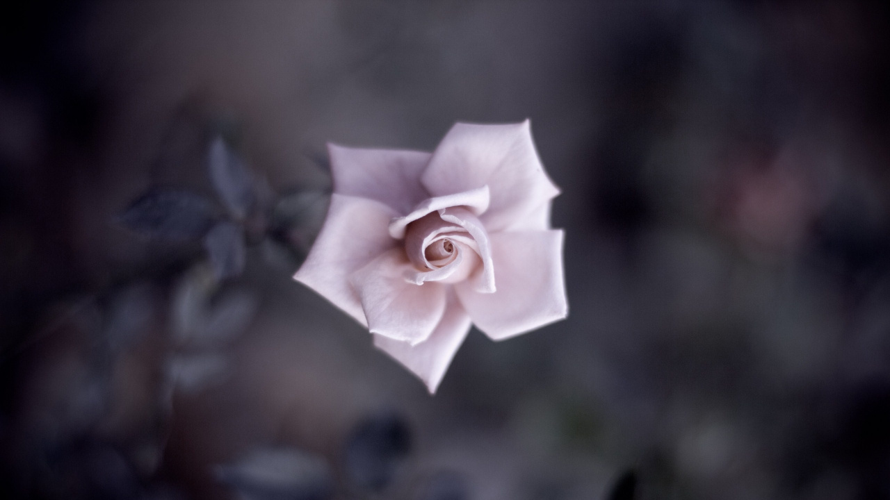Rosa Blanca en Flor Durante el Día. Wallpaper in 1280x720 Resolution