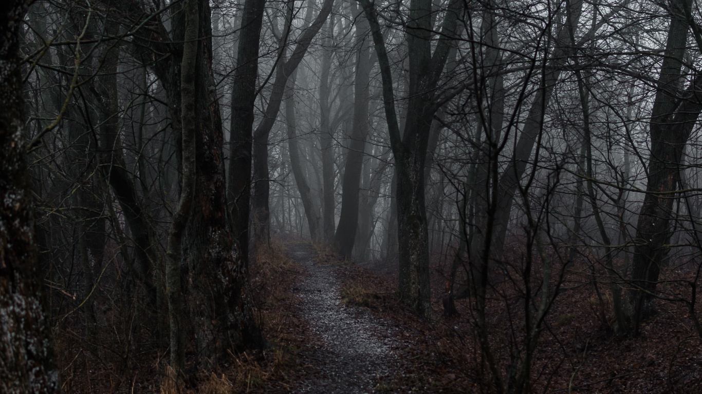 Atmosphère, Woodland, Forêt, Noir et Blanc, Sapin. Wallpaper in 1366x768 Resolution