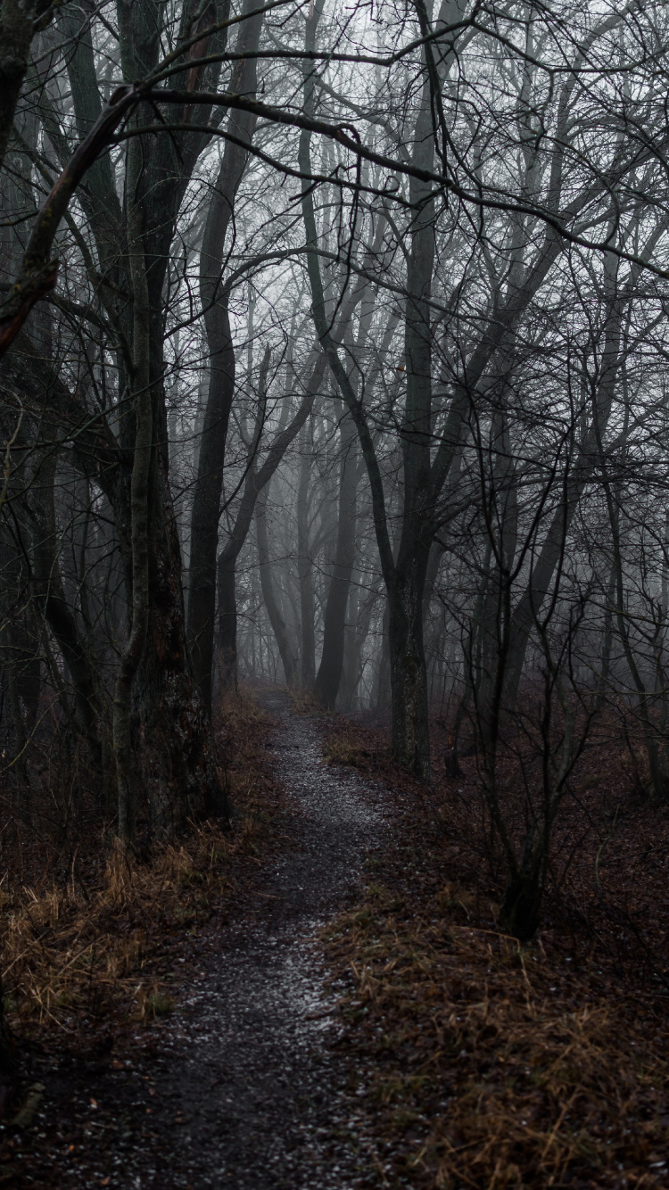 Atmosphère, Woodland, Forêt, Noir et Blanc, Sapin. Wallpaper in 750x1334 Resolution