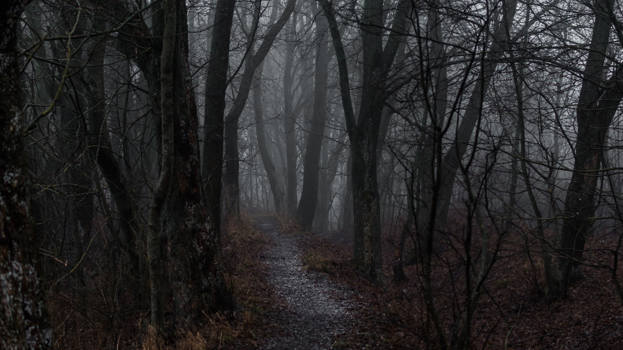 Mist, Tree, Atmosphere, Woodland, Forest. Wallpaper in 1280x720 Resolution