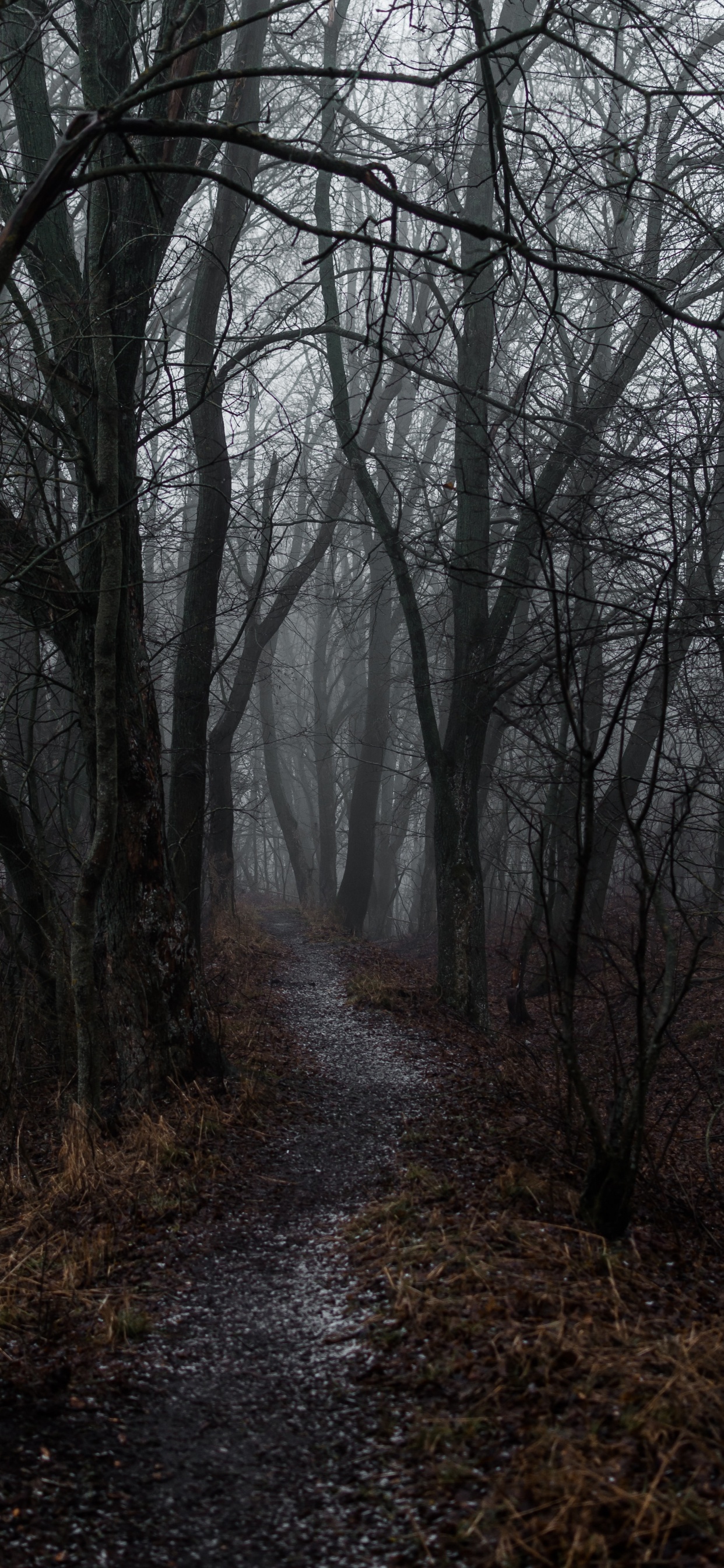 Niebla, Ambiente, Bosque, en Blanco y Negro, Paisaje Natural. Wallpaper in 1242x2688 Resolution