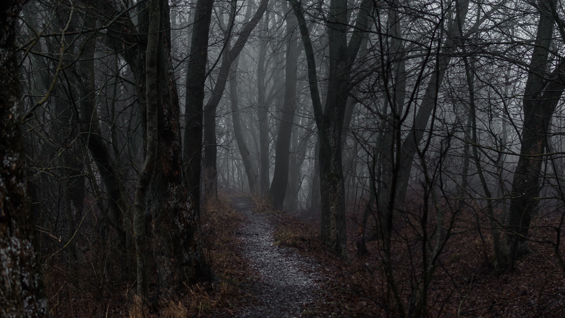 Niebla, Ambiente, Bosque, en Blanco y Negro, Paisaje Natural. Wallpaper in 1920x1080 Resolution