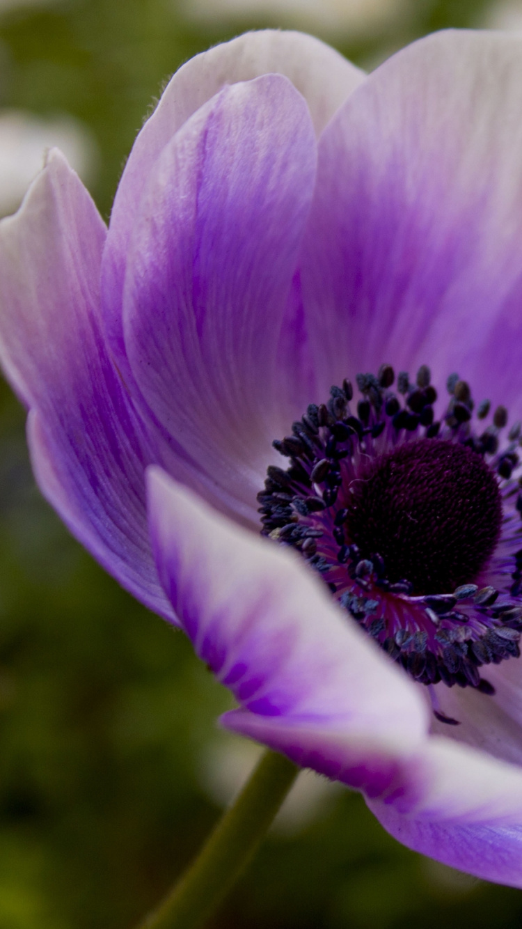 Purple Flower in Tilt Shift Lens. Wallpaper in 750x1334 Resolution