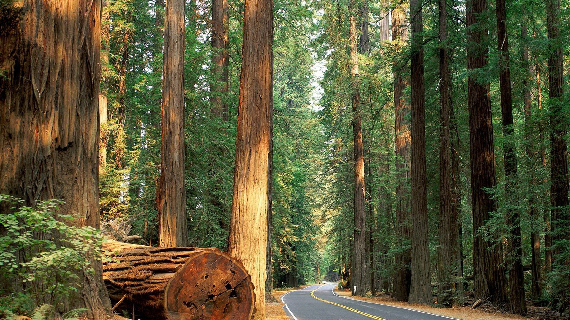 Brown Wooden Log on Gray Asphalt Road. Wallpaper in 1920x1080 Resolution