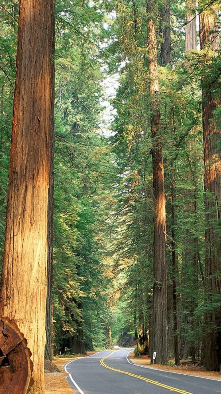 Brown Wooden Log on Gray Asphalt Road. Wallpaper in 720x1280 Resolution