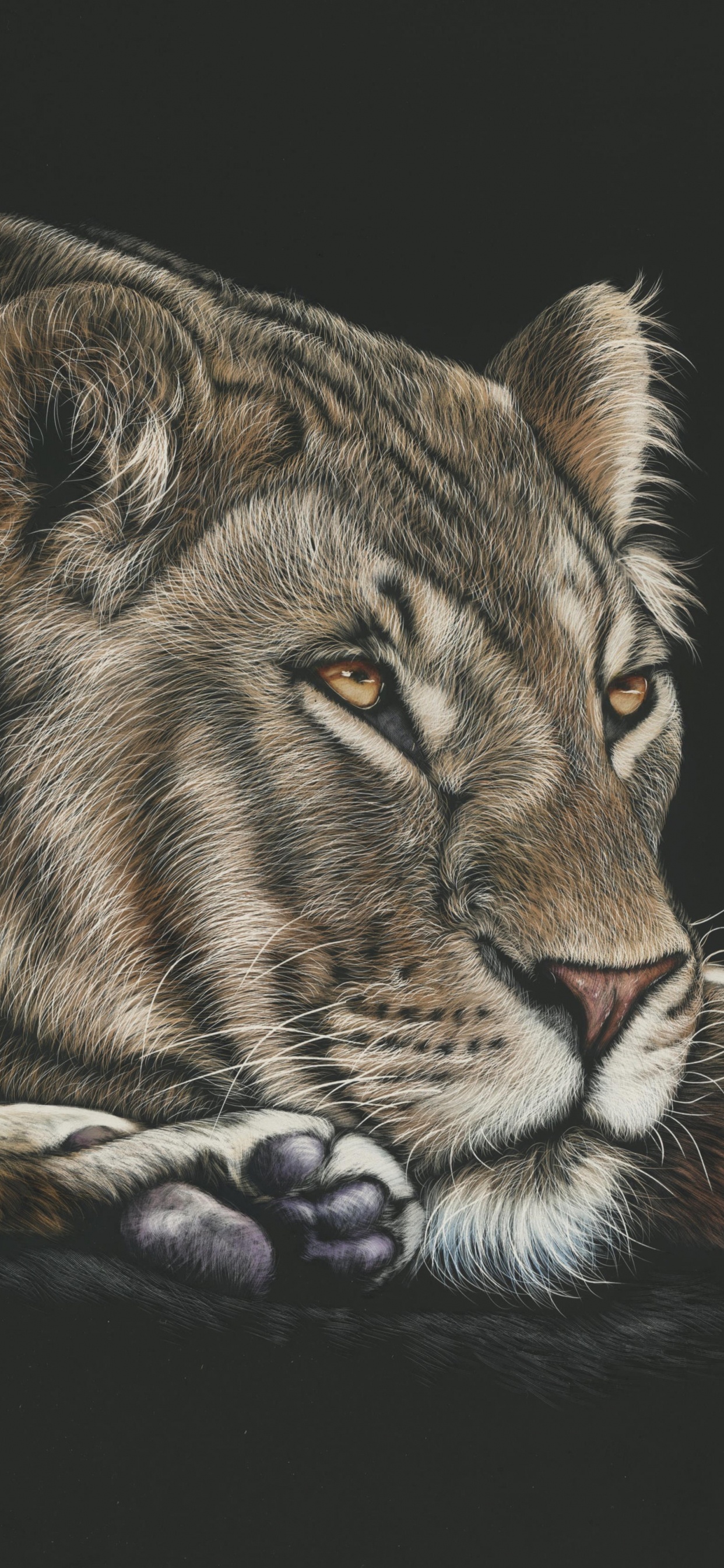 Brauner Und Schwarzer Tiger, Der Auf Schwarzer Oberfläche Liegt. Wallpaper in 1242x2688 Resolution