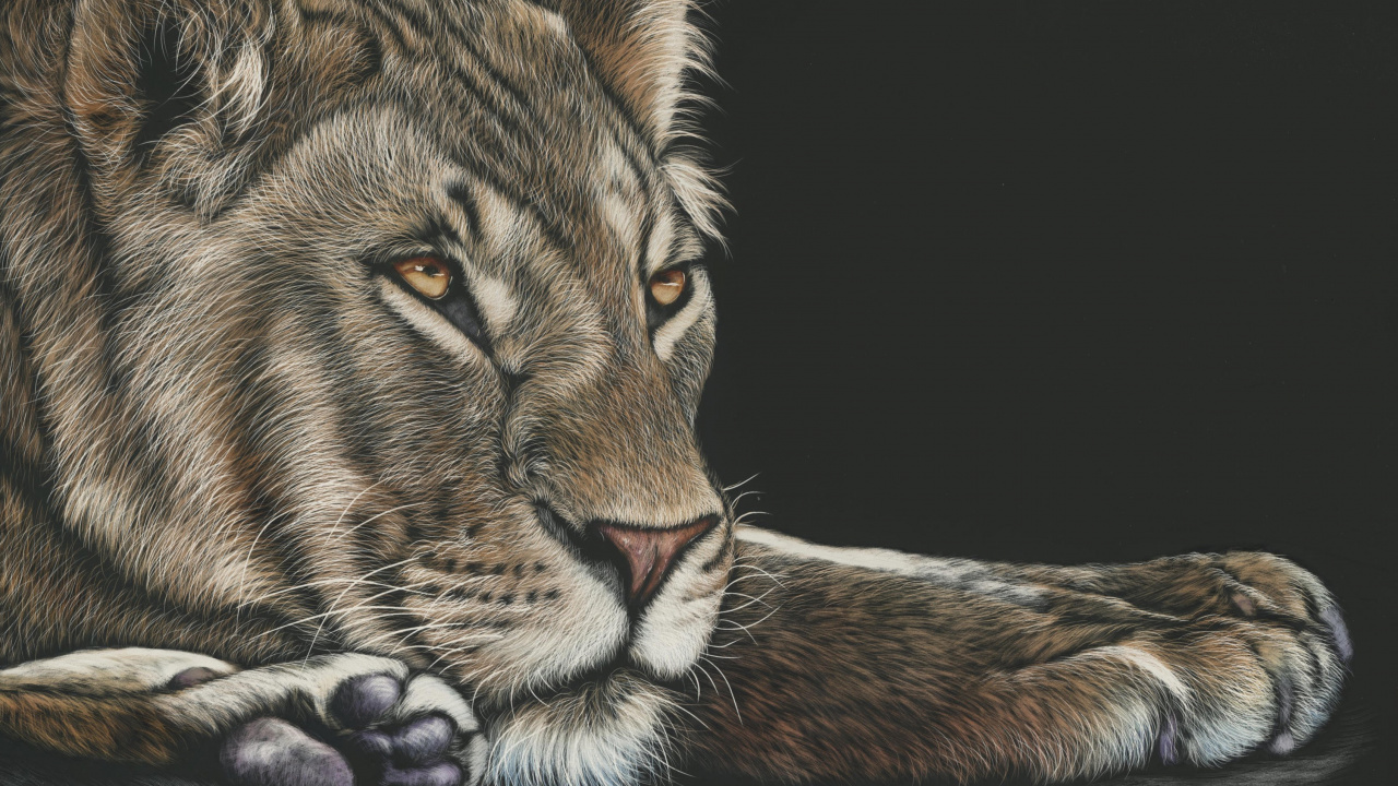 Brown and Black Tiger Lying on Black Surface. Wallpaper in 1280x720 Resolution