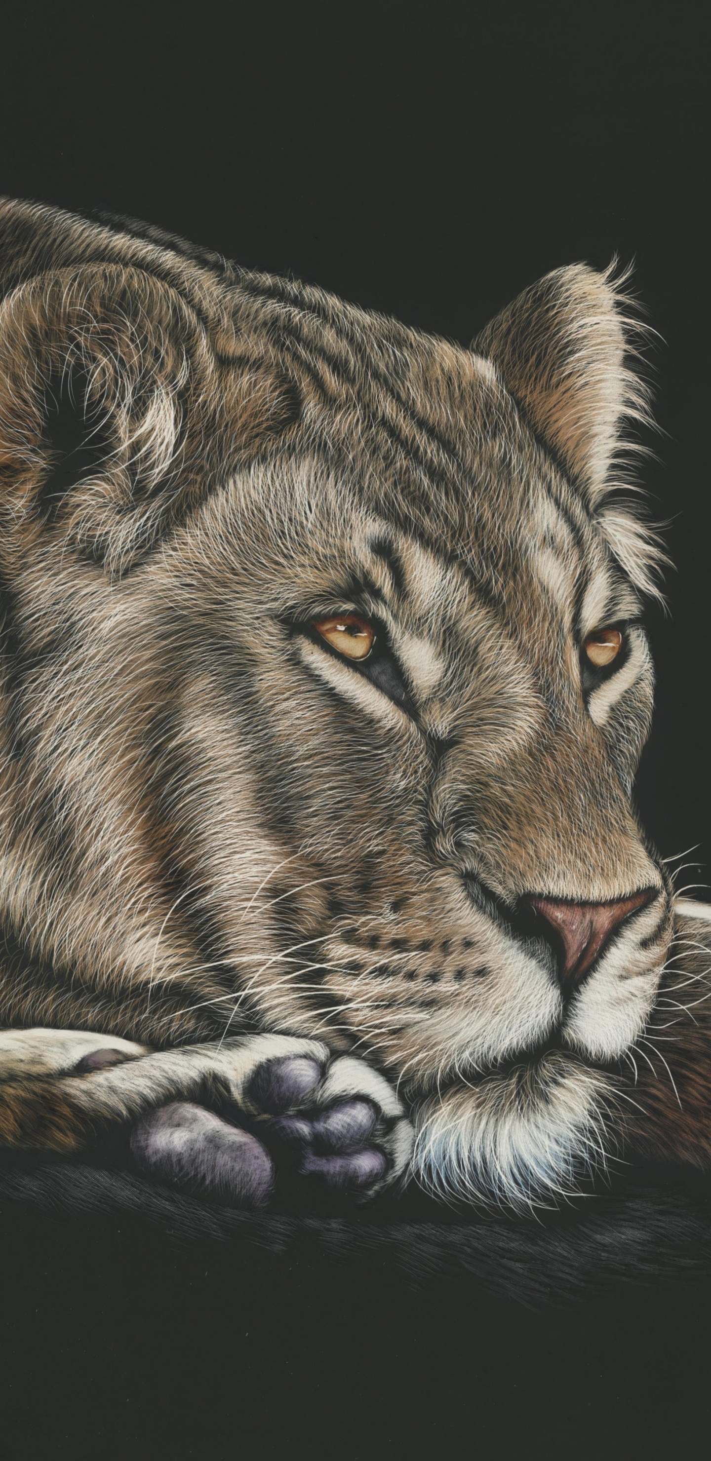 Tigre Brun et Noir Allongé Sur Une Surface Noire. Wallpaper in 1440x2960 Resolution