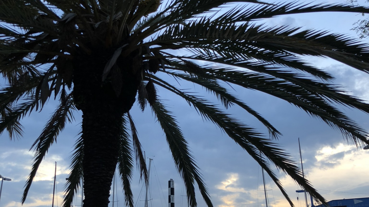 Palmera, Agua, Fecha de la Palma, Biología, Planta Leñosa. Wallpaper in 1280x720 Resolution