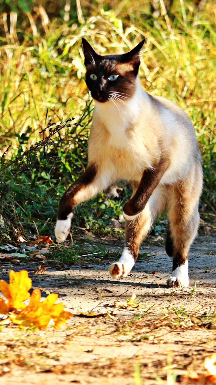 White and Black Cat on Brown Dried Leaves During Daytime. Wallpaper in 750x1334 Resolution