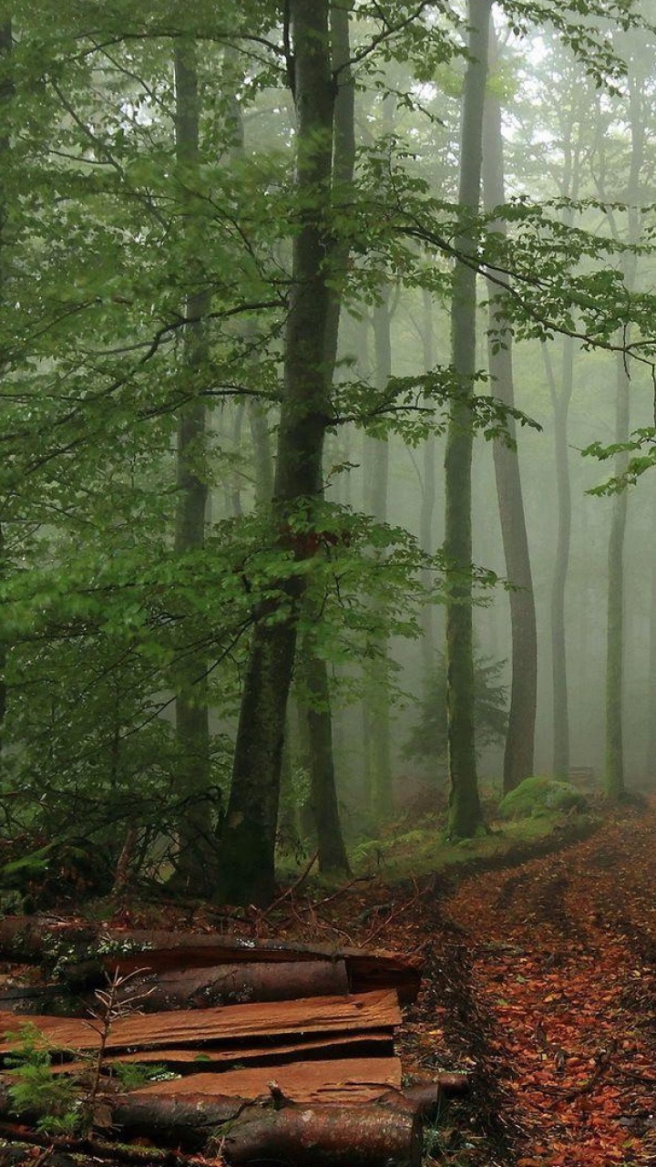 Banc en Bois Marron en Forêt Pendant la Journée. Wallpaper in 720x1280 Resolution