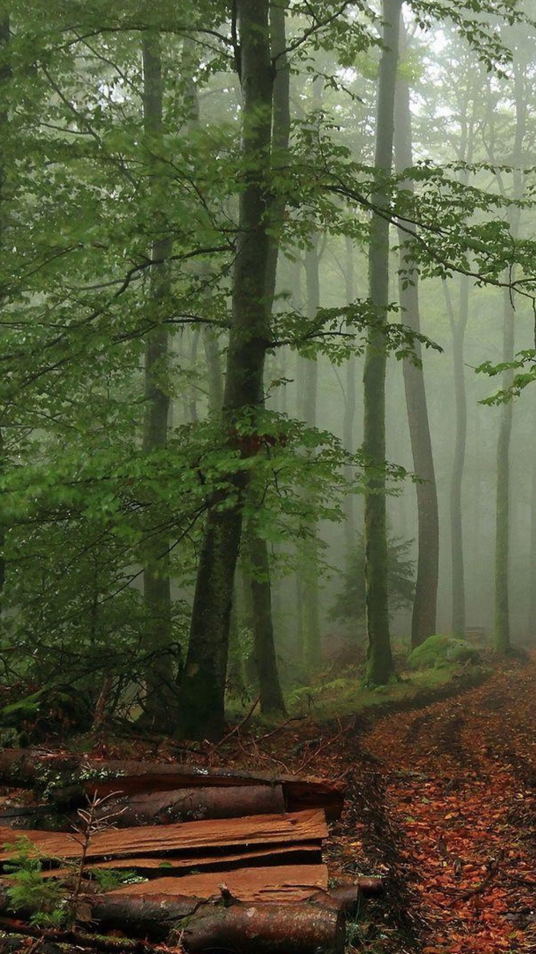 Brown Wooden Bench in Forest During Daytime. Wallpaper in 1080x1920 Resolution