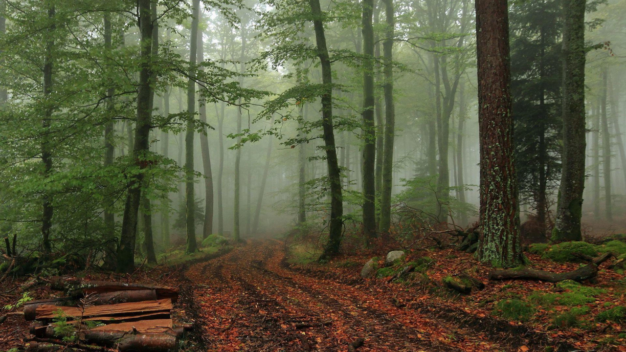 Brown Wooden Bench in Forest During Daytime. Wallpaper in 1280x720 Resolution